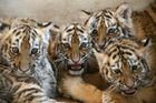Malí tygři ze zlínské zoo poputují do Švédska i Dánska