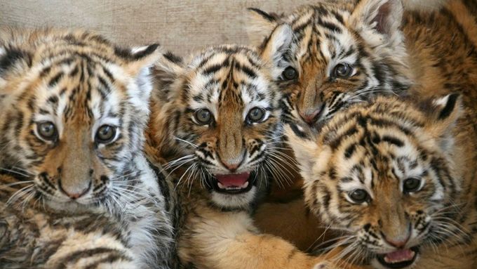 Úsměv do kamery. Mláďata tygra sibiřského v pralesní zoologické zahradě v čínském Ta-lienu.