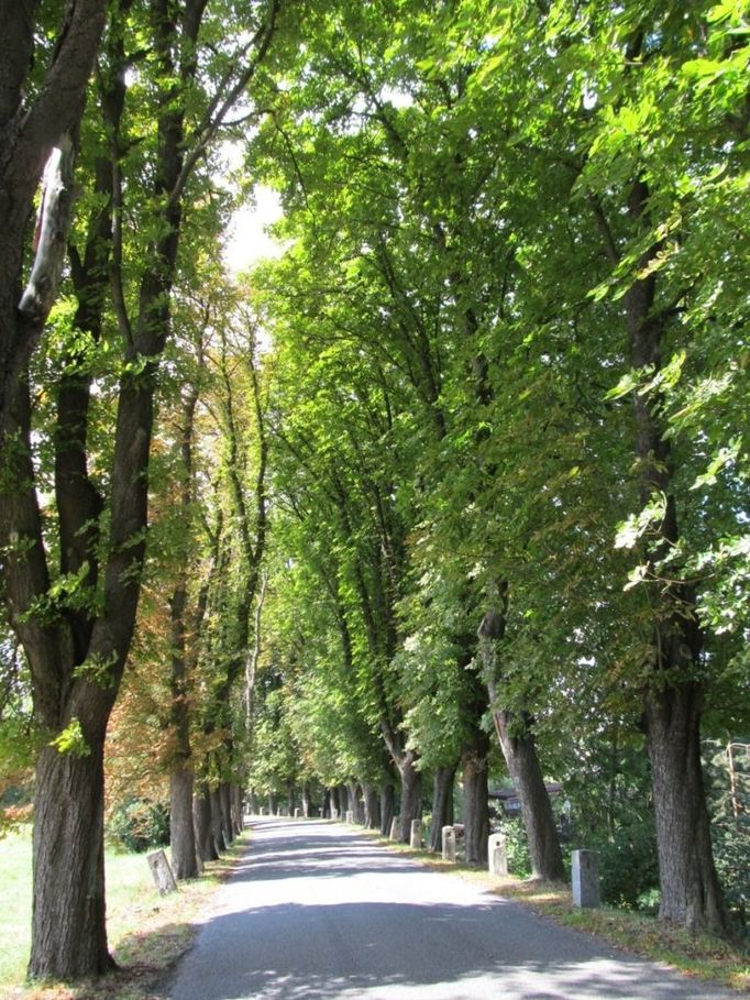 Kaštanová alej u Tršic (Tršice - Zákřov, Olomoucký kraj). Naše turistická vycházka končila v Tršicích. Od Zákřova se do nich přichází starou kaštanovou alejí, která tam prý už neměla být. Jsou to asi její poslední fotky před vykácením.