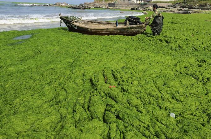 A fisherman pulls his boat across an algae-filled coastline in Qingdao, Shandong province June 9, 2013. Picture taken June 9, 2013. REUTERS/China Daily (CHINA - Tags: ENVIRONMENT TPX IMAGES OF THE DAY) CHINA OUT. NO COMMERCIAL OR EDITORIAL SALES IN CHINA Published: Čer. 10, 2013, 5:33 dop.