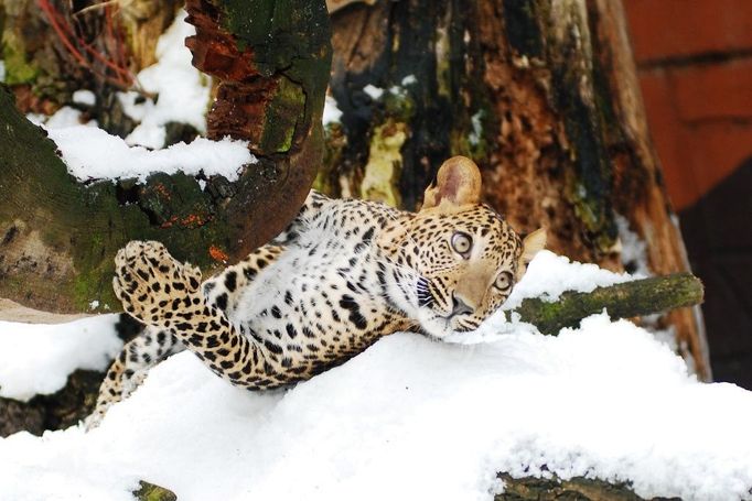 Zvířata v zimní Zoo Ostrava.