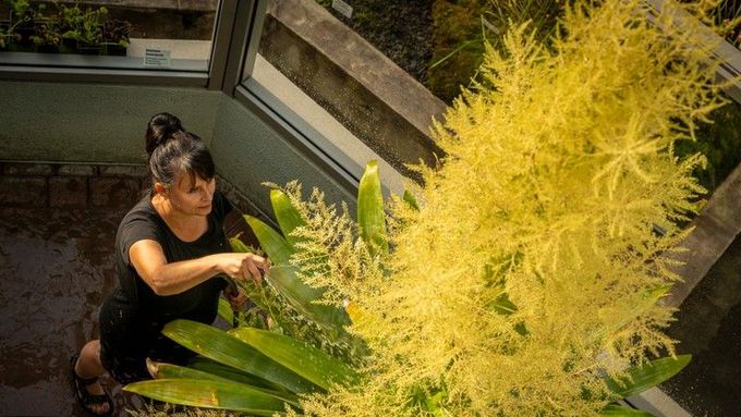 Vystavená brocchinia tatei je pozoruhodná i kontrastem mezi mohutnou růžicí a nevýrazným květenstvím v podobě drobných smetanových kvítků.