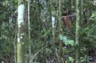 "Největší samotář na světě." Kamera zachytila posledního člena izolovaného kmene v Amazonii