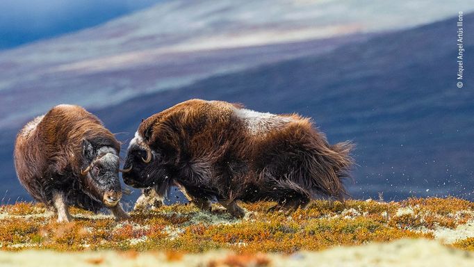 Wildlife Photographer of the Year: fotografie, které se utkají o cenu diváků