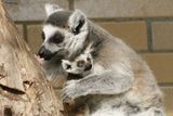 Odchovávat lemury kata se ústecké zoo daří pravidelně, vloni se narodila tři mláďata a po jednom i ve dvou předchozích letech. Dnes patnáctiletý samec Kadel přišel do zoo v roce 2007, koncem následujícího roku mu začaly dělat společnost samice Anča, Běta a Cecila ze zoo v Jihlavě, která má obrázek lemura i ve svém znaku.