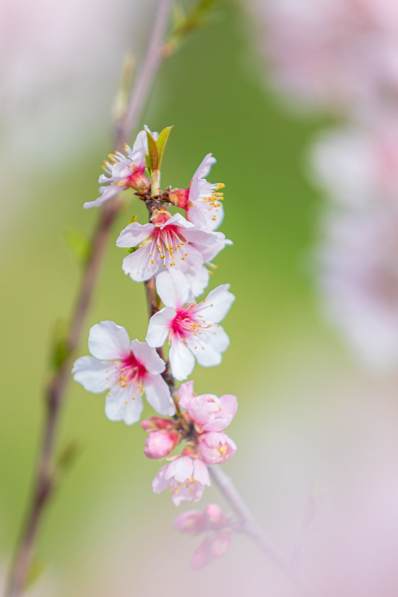 Předčasné jaro v Praze, březen 2024