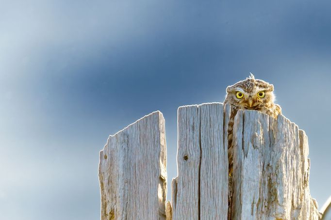 Sony World Photography Awards 2021 - ukázka z přihlášených fotografií