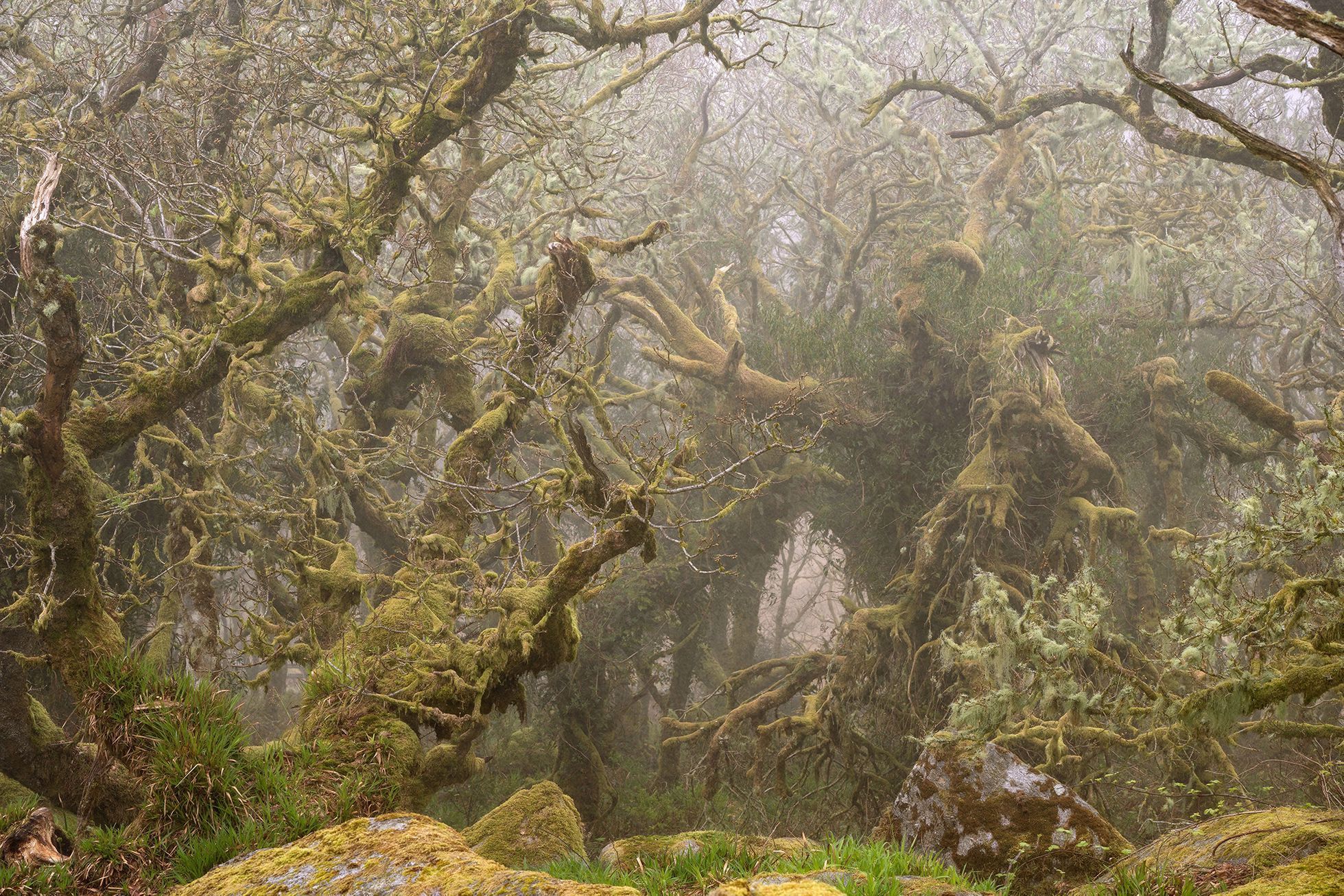 Lars van de Goor - magie stromů a lesů