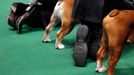 Buldoci a psovodi sledují dění během 136. ročníku soutěže "Westminster Club Dog Show" v Madison Square Garden v New Yorku, 13. února 2012. REUTERS/Mike Segar