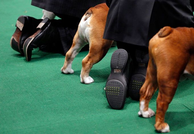 Buldoci a psovodi sledují dění během 136. ročníku soutěže "Westminster Club Dog Show" v Madison Square Garden v New Yorku, 13. února 2012. REUTERS/Mike Segar