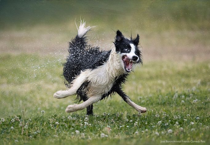 Fotografie ze soutěže Comedy Pet Photograhy Awards (vítězové tří posledních ročníků)