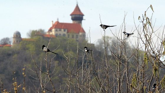 Straky pod Hněvínem a uhelné safari. Další turistická sezona v lomech společnosti Czech Coal