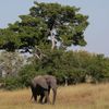 Slon v Botswaně