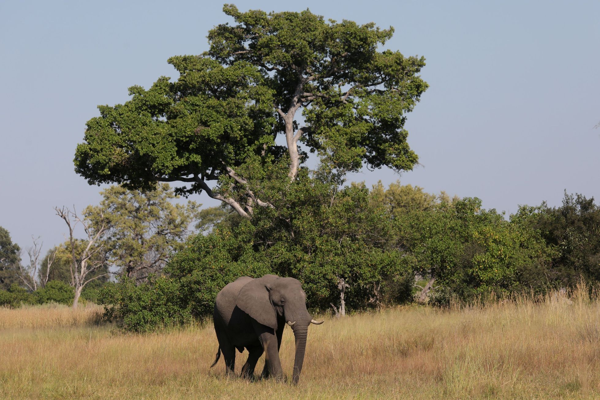 Slon v Botswaně