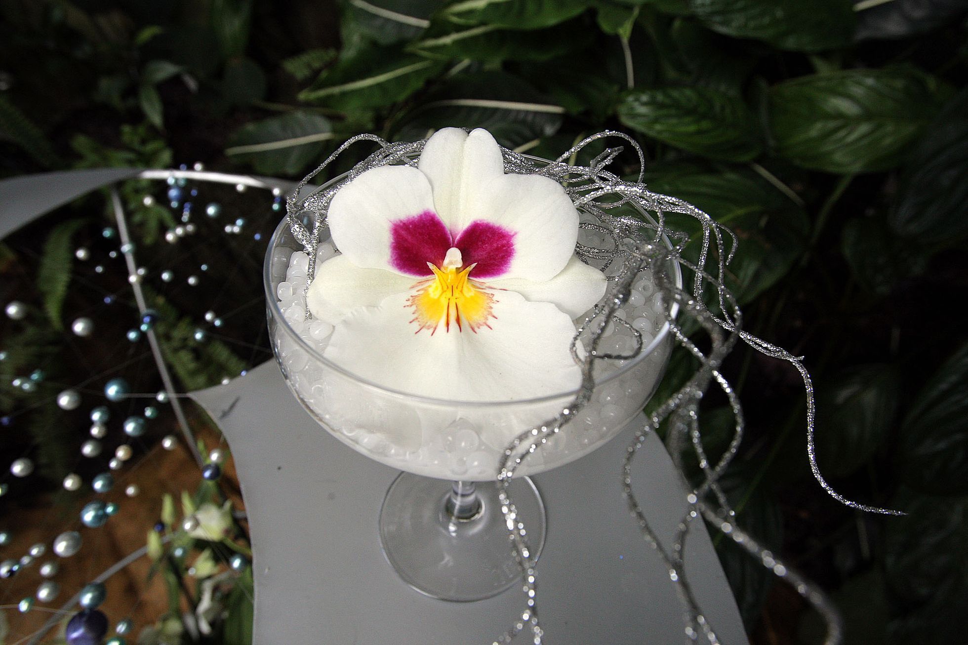 Orchideje v botanické zahradě