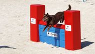 Letošní závody Prague Agility Party budou probíhat zároveň na čtyřech parkurech, a to od pátku do neděle.