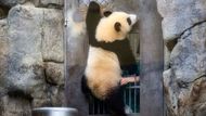 V klidném koutku výběhu si Ťia Ťia vychutnává bambus, jako by si chtěla své narozeniny připomenout v soukromí.