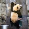 Hong Kong, Čína, panda, oslava, zoo
