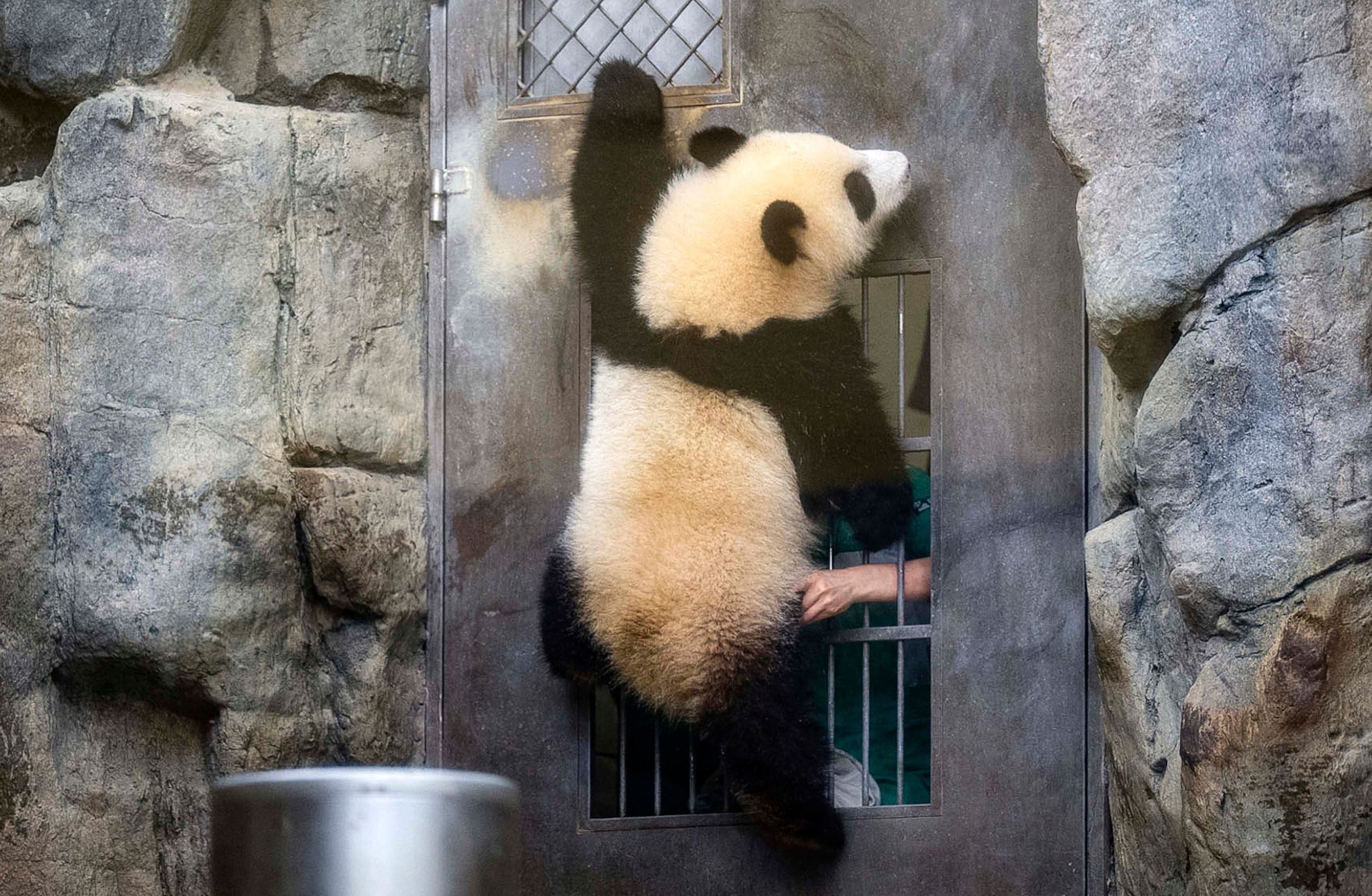 Hong Kong, Čína, panda, oslava, zoo