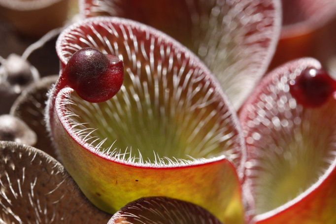 Heliamphora pulchella. Do těchto konvicovitých pastí loví hmyz. Vlastimil Rybka tuto rostlinu vyfotil na stolové hoře Akopán ve Venezuele.