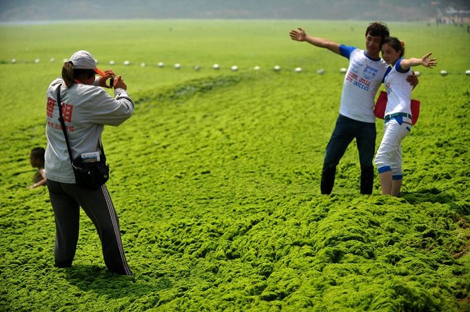 ourists pose for photos on a beach covered by dense moss and algae in Qingdao city, east Chinas Shandong province, 3 July 2013. This year the toxic algae bloom is expected to be as bad as it was in 2008 when it was the worst natural disaster in history in Qingdao, east Chinas Shandong province. The algae started showing up on 2 July 2013 and will be most visible in July and August. The toxic blue-green algae, called cyanobacteria, forces water treatment plants to spend more money to remove the toxins from drinking water and the smelly scum that can look like pea soup turns off tourists, boaters, swimmers and residents who want to enjoy the sea.(Imaginechina via AP Images)