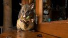 Fotografie ze soutěže Wildlife Photographer of the Year 2023