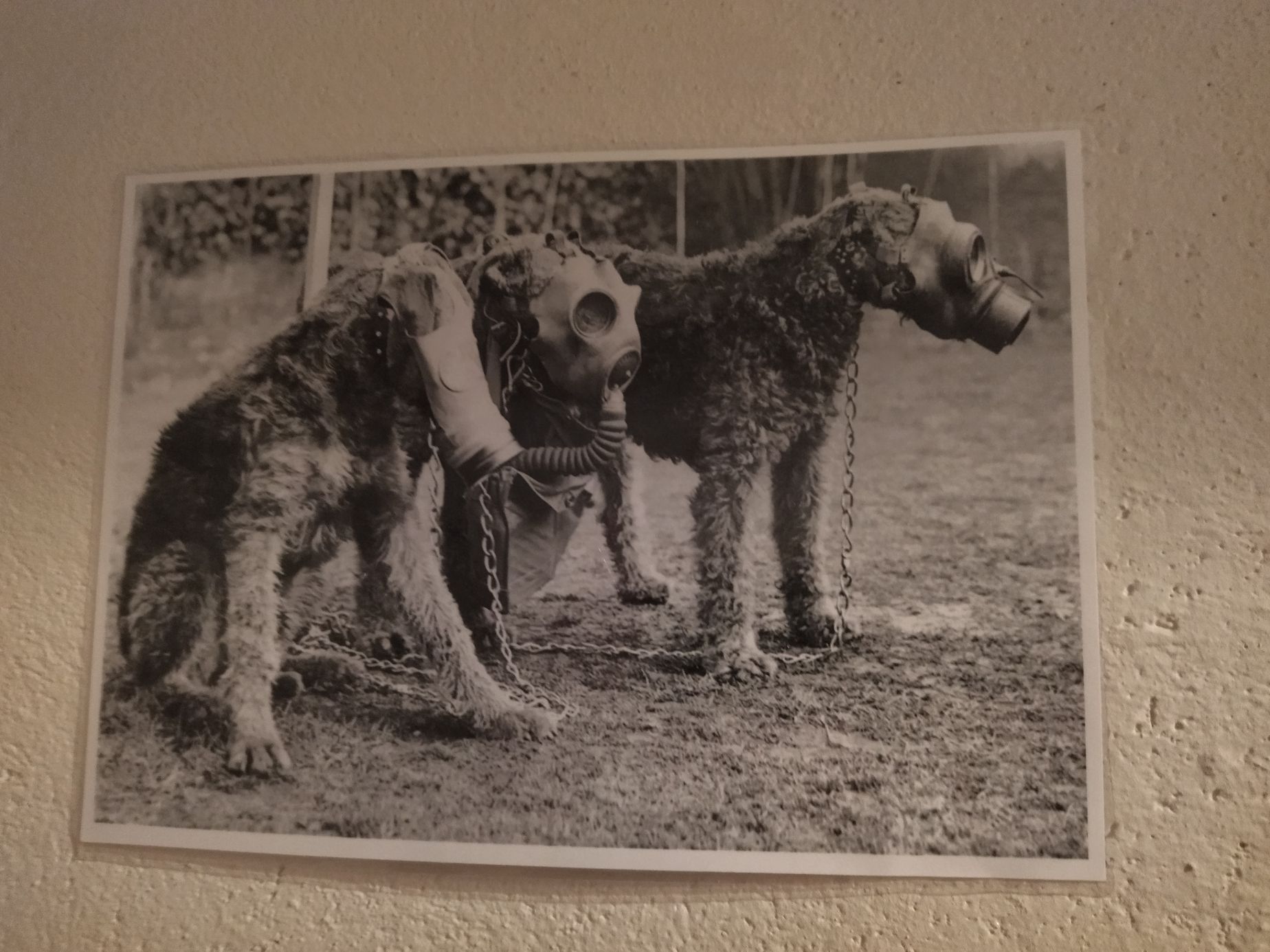 plynová maska kryt psi