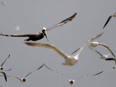 U pobřeží Louisiany jsou ohroženy desetitisíce ptáků