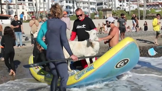 Surfující koza je hvězdou moře. Pomáhá dětem překonat strach z vody