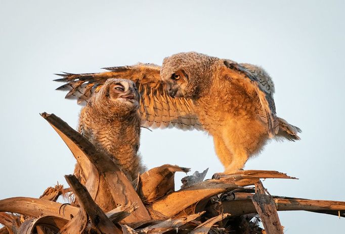 Finalisté Comedy Wildlife Photography Awards 2023