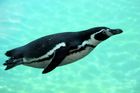 Tučňák každý rok plave tisíce kilometrů za svým zachráncem. Považuje ho také za tučňáka