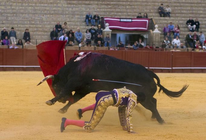 Mexican matador Diego Silveti falls next to a bull during a bullfight in Seville