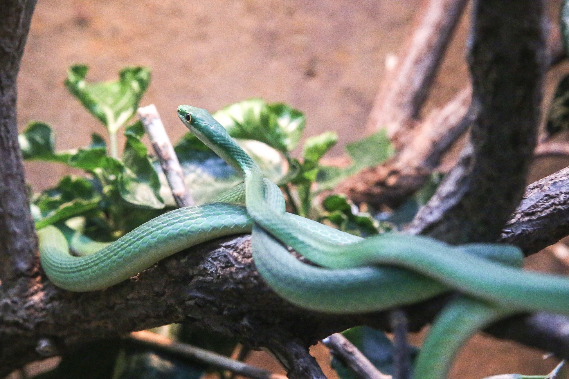 Zoopark Zájezd u Kladna, soukromá zoo, zvířata, chameleon, lemur