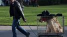 Crufts Dog Show (Birmingham)