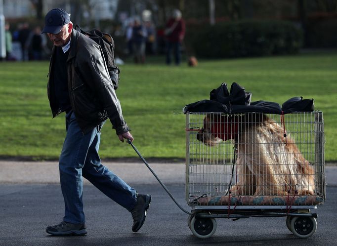 Crufts Dog Show (Birmingham)