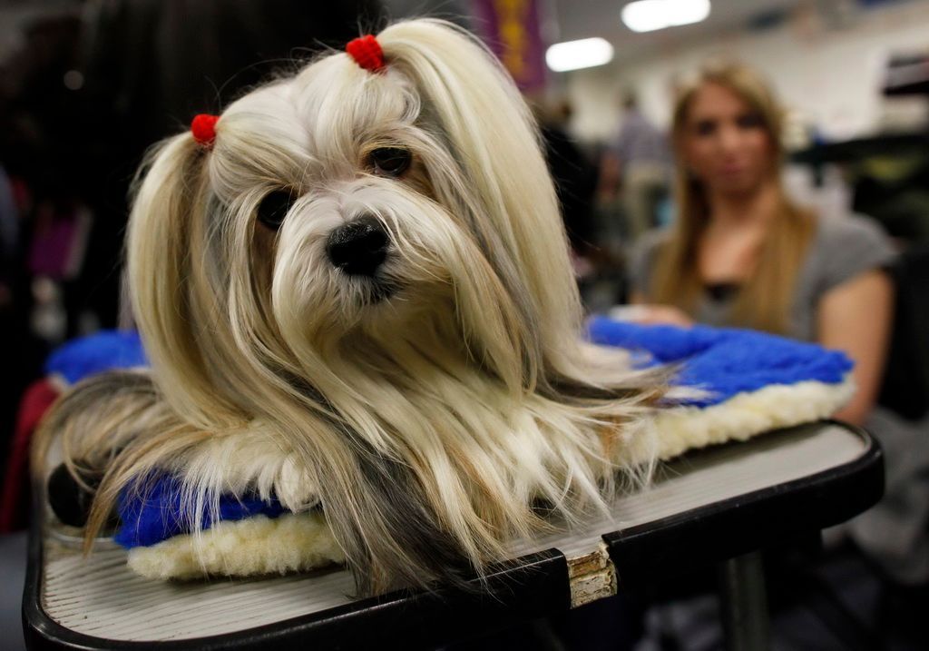 Westminster Kennel Club Dog Show