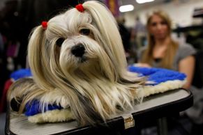 Psí fešáci na soutěži The Westminster Kennel Club Dog Show v New Yorku