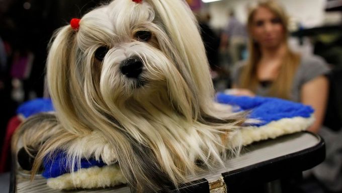 Psí fešáci na soutěži The Westminster Kennel Club Dog Show v New Yorku