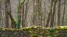 Lars van de Goor - magie stromů a lesů, fotografie