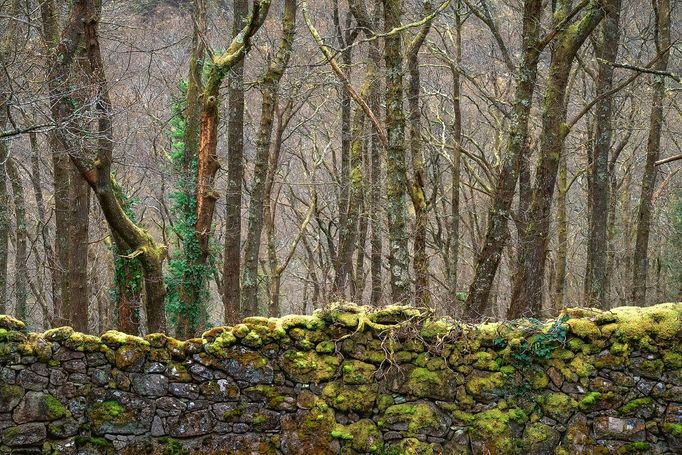 Lars van de Goor - magie stromů a lesů, fotografie