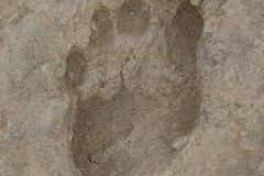 Před 1,5 milionu let nechal stopy v písku. Teď je našli