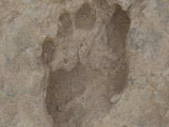 Jeden a půl milionu let stará stopa předchůdce dnešního člověka nalezená v Keni. To ještě měli všichni tmavou pleť.
