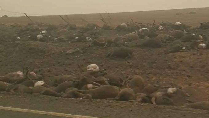 Kolem australské silnice ležely řady uhynulých zvířat. Podlehli ničivým požárům.