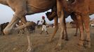 A camel herder walks past camels for sale at Pushkar Fair in the desert Indian state of Rajasthan November 22, 2012. Many international and domestic tourists throng to Pushkar to witness one of the most colourful and popular fairs in India. Thousands of animals, mainly camels, are brought to the fair to be sold and traded. REUTERS/Danish Siddiqui (INDIA - Tags: ANIMALS SOCIETY) Published: Lis. 22, 2012, 3:48 odp.