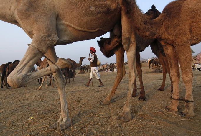 A camel herder walks past camels for sale at Pushkar Fair in the desert Indian state of Rajasthan November 22, 2012. Many international and domestic tourists throng to Pushkar to witness one of the most colourful and popular fairs in India. Thousands of animals, mainly camels, are brought to the fair to be sold and traded. REUTERS/Danish Siddiqui (INDIA - Tags: ANIMALS SOCIETY) Published: Lis. 22, 2012, 3:48 odp.