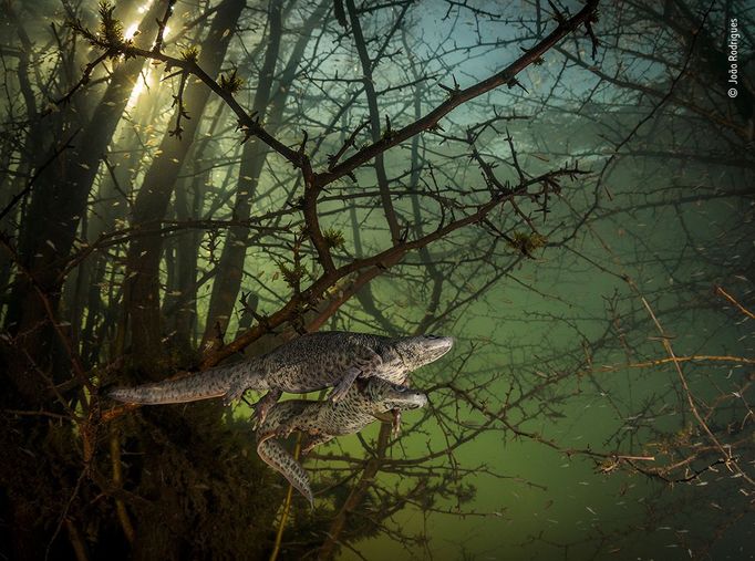 Vítězové soutěže Wildlife Photographer of the Year 2021