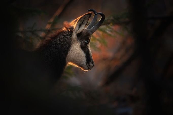 !!!NEPOUŽÍVAT OPAKOVANĚ!!! Sony World Photography Awards 2020 - ukázka přihlášených prací