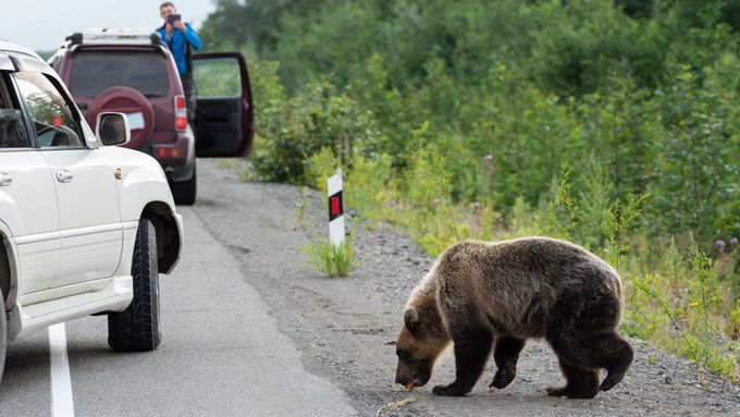 Mladý, divoký, hladový a nebezpečný kamčatský medvěd hnědý kráčí po silnici a žebrá o lidské jídlo od lidí v autech na dálnici.