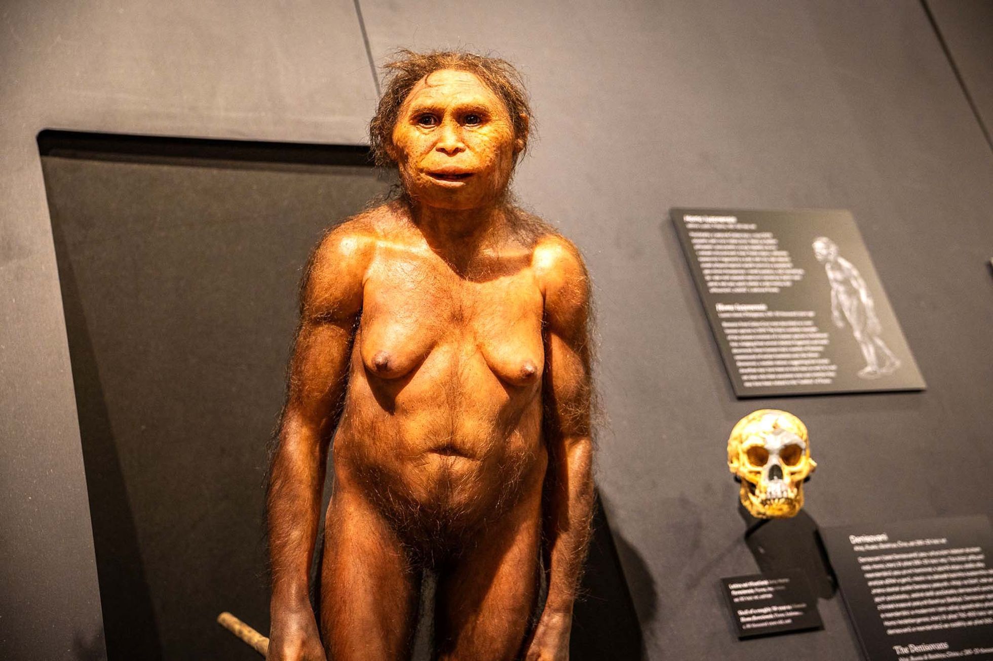 Národní muzeum, výstava, fosilie, Lucy, Selam, Etiopie