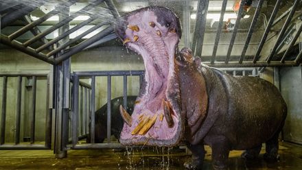 Takové triky s hrochy neumí nikdo, chlubí se krotitel. Diváky před zvířaty nic nechrání